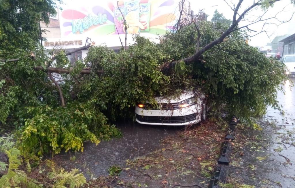 Lluvia deja árboles caídos e inundaciones el AMG Notisistema