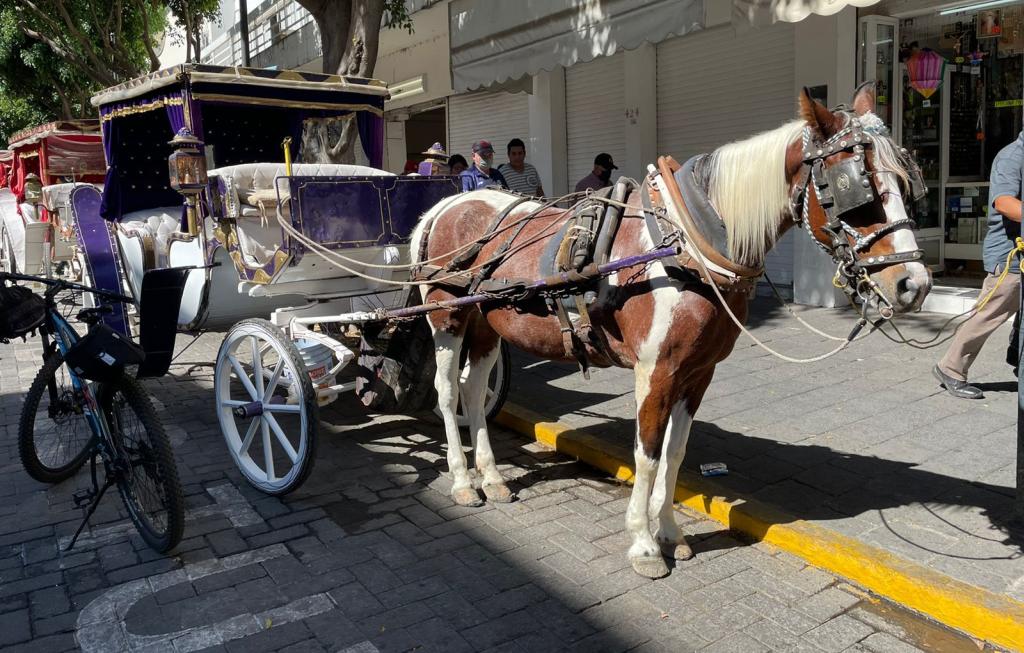 Gdl Analiza Situaci N De Las Calandrias En El Municipio Notisistema