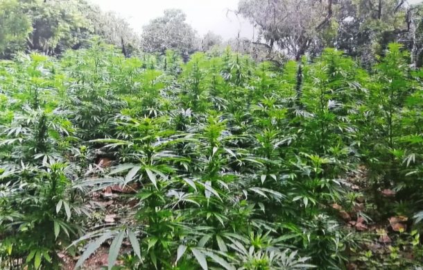 Interesa región Altos Norte a grupos criminales para sembrar marihuana: especialista