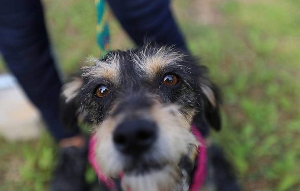 Centro de Salud Animal Tonalá ya tiene director