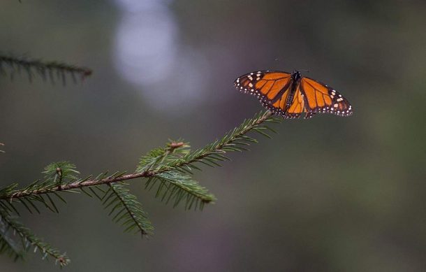 Ocupación de mariposas monarca cayó 59.3%: Conanp