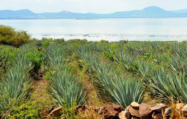 Se reúnen autoridades con productores de agave