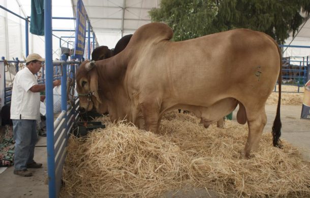 Ganaderos están “hartos” de que la autoridad no combata la inseguridad