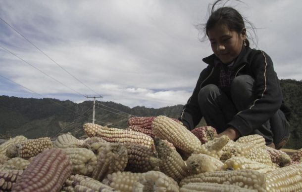 México contará con nueva productora de semillas: Sader