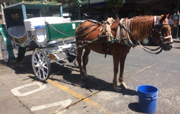 Calandrieros proponen una nueva ruta para que permanezcan los caballitos