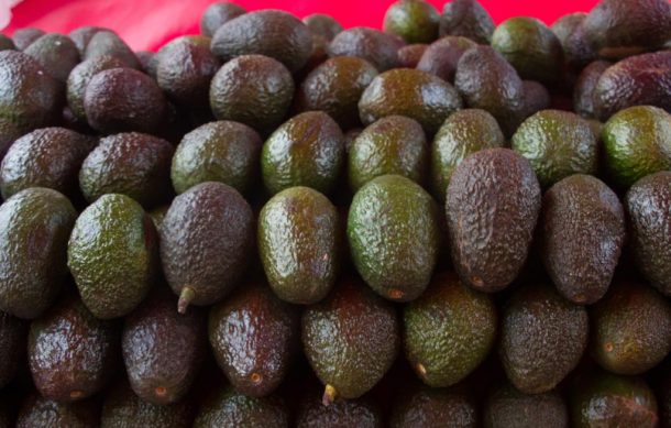 En agosto saldrá el primer envío de aguacate jalisciense a EU