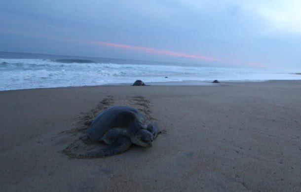 Crean 17 santuarios para protección de tortugas en playas de México