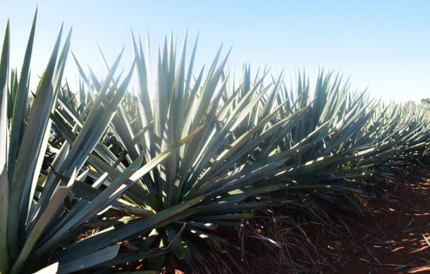 Tequileros reportan sobreproducción de agave en Jalisco