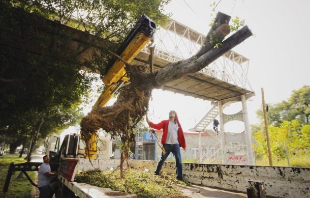 Justifican concesión para la poda de arbolado en Guadalajara | Notisistema