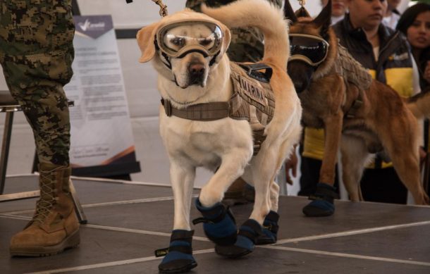 Muere Frida, la perrita rescatista