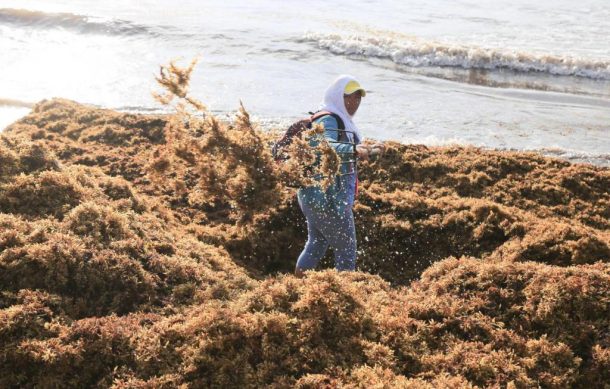 Presencia de sargazo en el Caribe alcanzó su máximo histórico