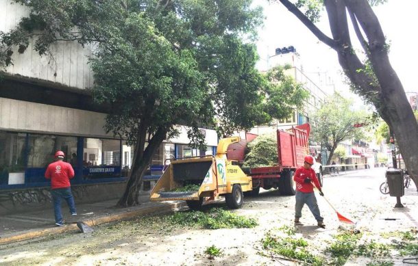 Molesta a vecinos ruido y cierre de vialidad por poda de árboles en el  Centro tapatío | Notisistema