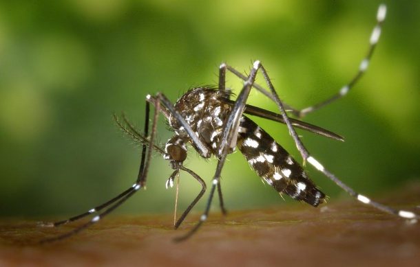 México acumula casi 24 mil casos de dengue