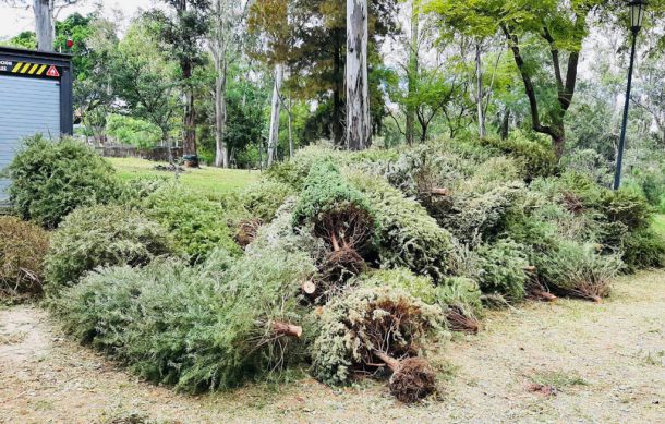 El martes inicia acopio de árboles navideños en Guadalajara