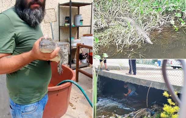 Hallan cocodrilo en canal de aguas negras de Tlajomulco