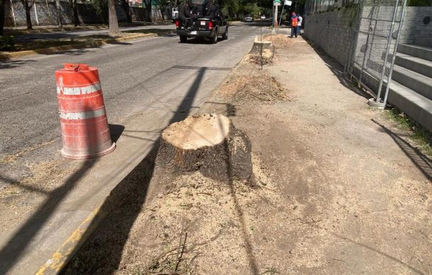 Justifican tala masiva de árboles sobre avenida De Las Rosas