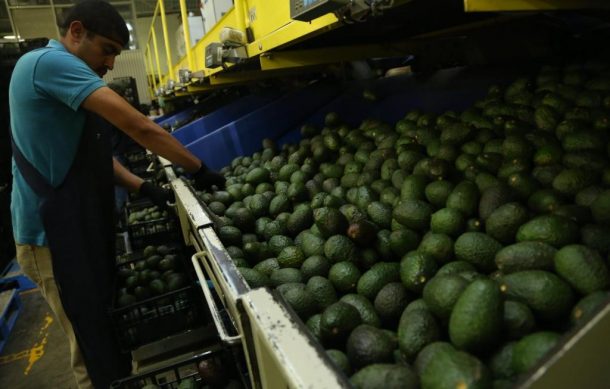 Logran acuerdo para reactivar exportación de aguacate y mango michoacano