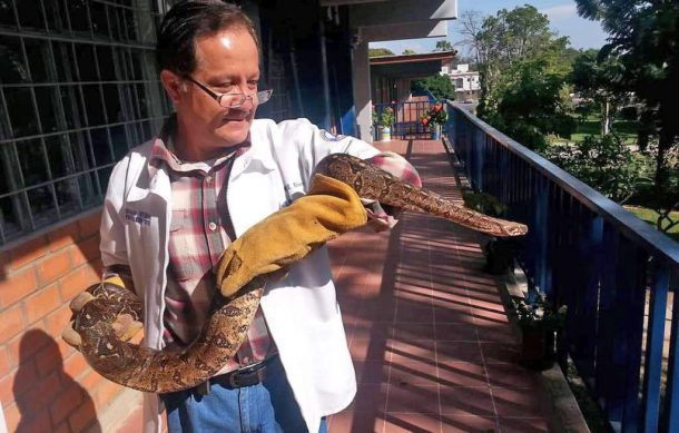 Lamentan especialistas que fauna silvestre sea adoptada como mascotas