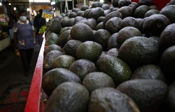 Sequía afecta al 20% de la producción aguacatera en Jalisco