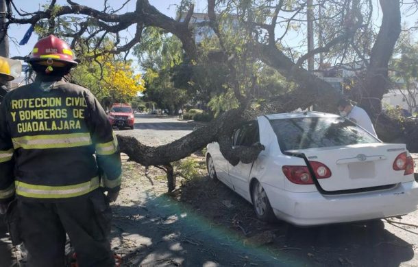 Árbol cae encima de auto en avenida Américas