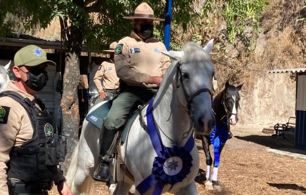 Policía Montada de Guadalajara tiene diez nuevos caballos