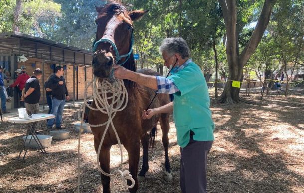 Hacen revisión médica de caballos de calandrias