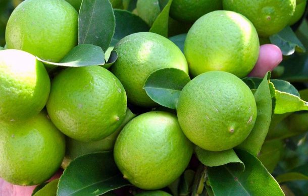 Limoneros mantienen paro de labores en Michoacán