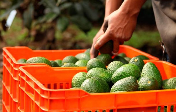 Certificadas para exportación apenas el 20% de las huertas de aguacate de Jalisco