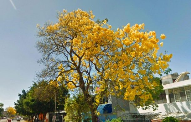 Árboles amarrillos de avenida La Paz son patrimonio de la ciudad