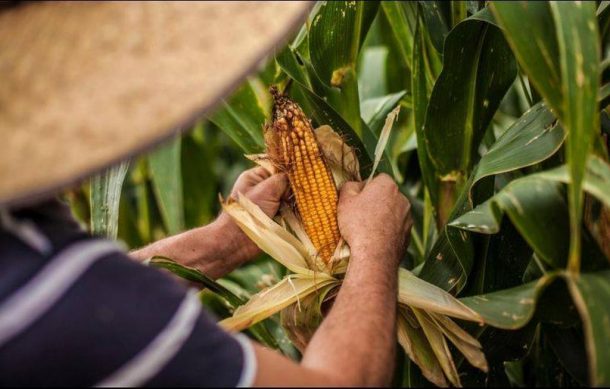 Inauguran la Feria del Elote en Tesistán