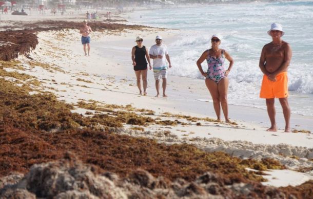 Sargazo cubre numerosas playas de Quintana Roo