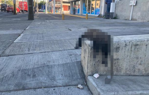 Abandonan cuerpo de tlacuache en avenida Américas