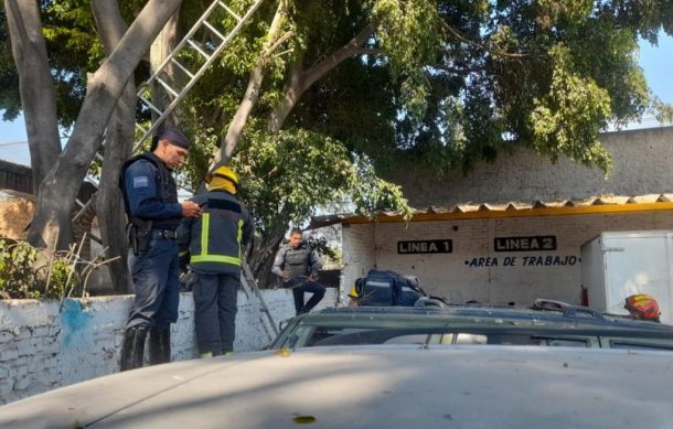 Fallece hombre tras caer de un árbol en colonia Víctor Hugo de Zapopan