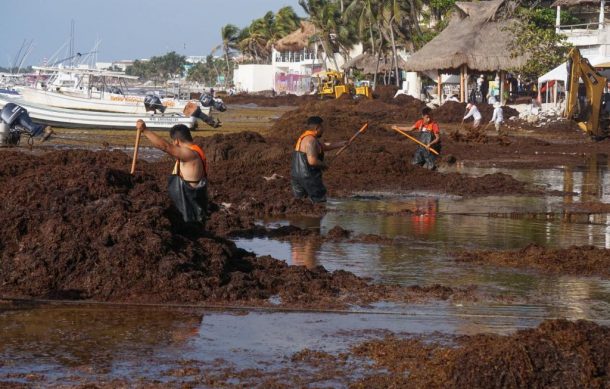 Es preocupante la situación del sargazo en el Caribe mexicano: Semar