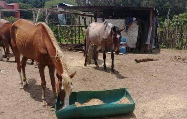 Atienden la salud de los caballos de Los Colomos