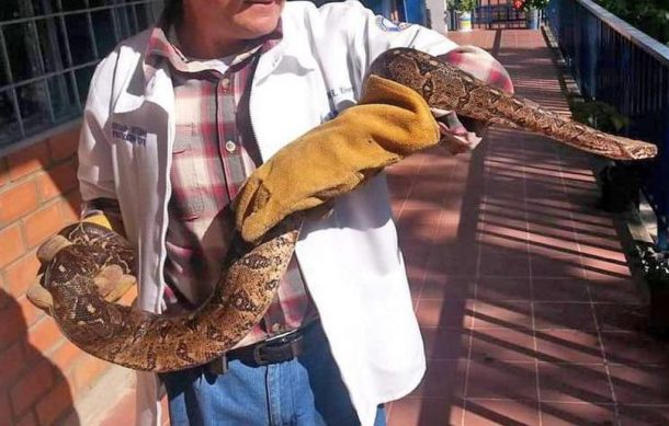 Advierten sobre fauna marina de alto riesgo que es capturada y traída a la ciudad