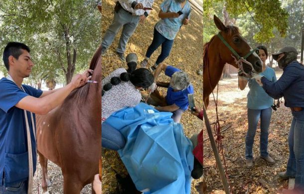 Veterinarios revisan los caballos de las calandrias tapatías