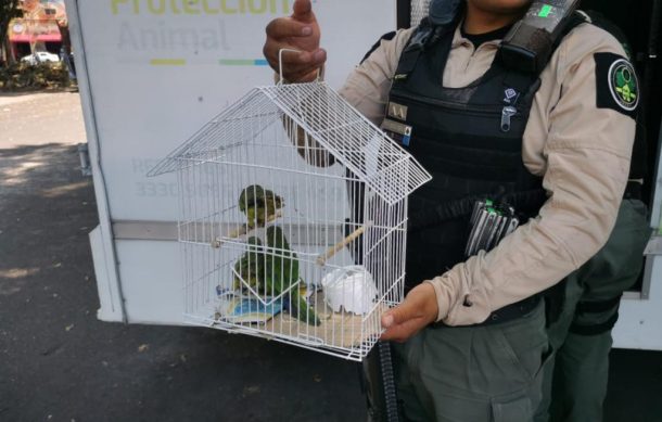 Aseguran en Guadalajara animales protegidos por la ley