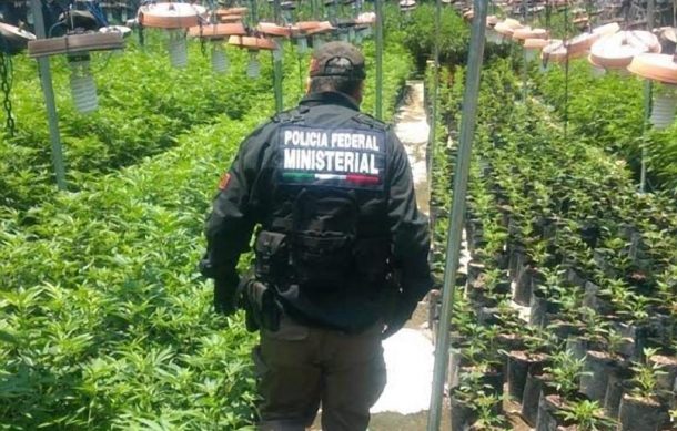 Aseguran en Zapopan invernadero donde se producía marihuana