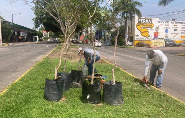 Plantan seis fresnos en la colonia Moderna