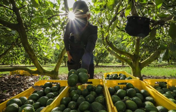 Ampliarán el mercado del aguacate de Jalisco