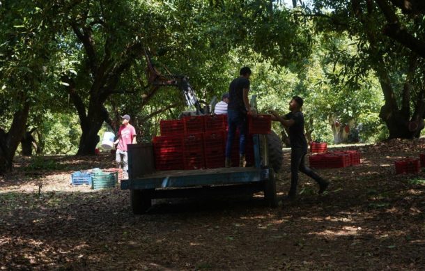 Afirman autoridades que hay restricción para crear huertas de aguacate