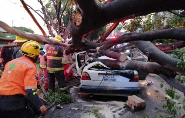 Desplome de árboles dejaron un muerto y dos heridos