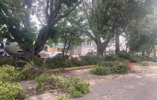 Podan más de 70 árboles ficus en avenida Niños Héroes