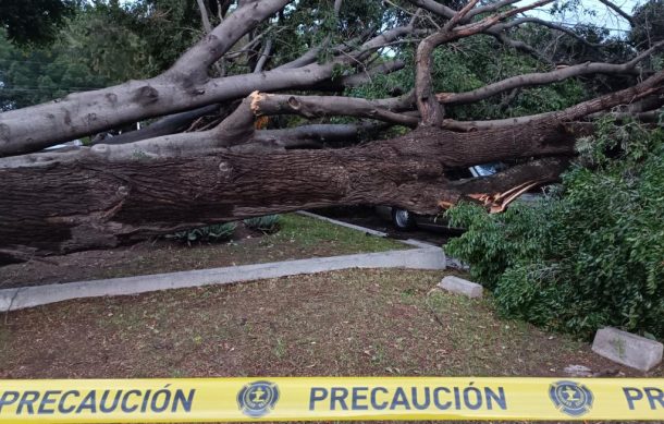 Pide apoyo víctima de árbol que cayó por las lluvias