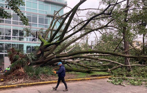 Cae árbol de gran tamaño en Av. José María Vigil