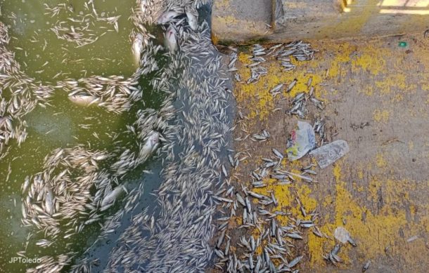 Buscan frenar la mortalidad de peces en Cajititlán