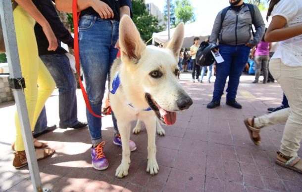 Sugieren no comprar mascotas para regalar en Navidad