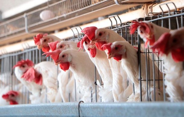 México reporta brote de gripe aviar H5N1 en dos granjas