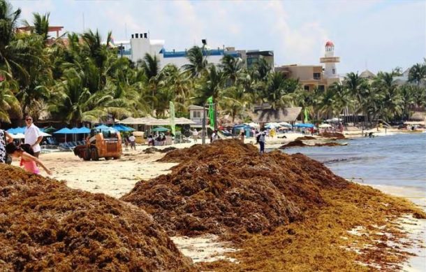 Recolectan más de 52 mil toneladas de sargazo en Quintana Roo